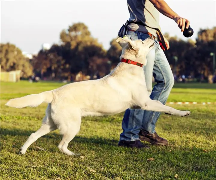 Lanzador de pelotas automático para perros: 6 pasos