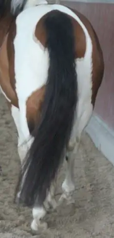 Paardenhaar