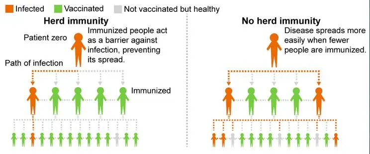 Se faire vacciner ou pas ? un projet sur l'observation de l'immunité des troupeaux par la simulation de maladies