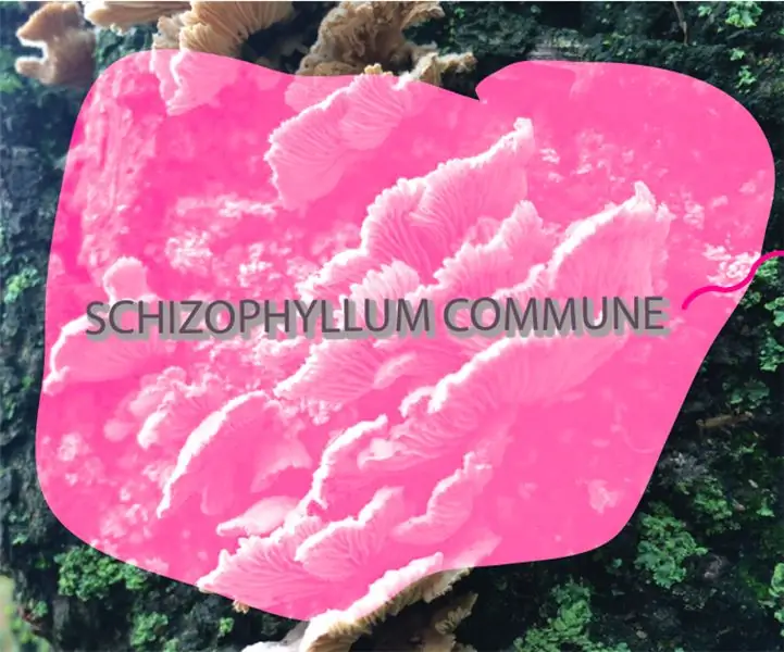 การเป็นชุมชน Schizophyllum: สร้างวัฒนธรรมปลอดเชื้อจากเห็ดที่พบ: 3 ขั้นตอน (พร้อมรูปภาพ)