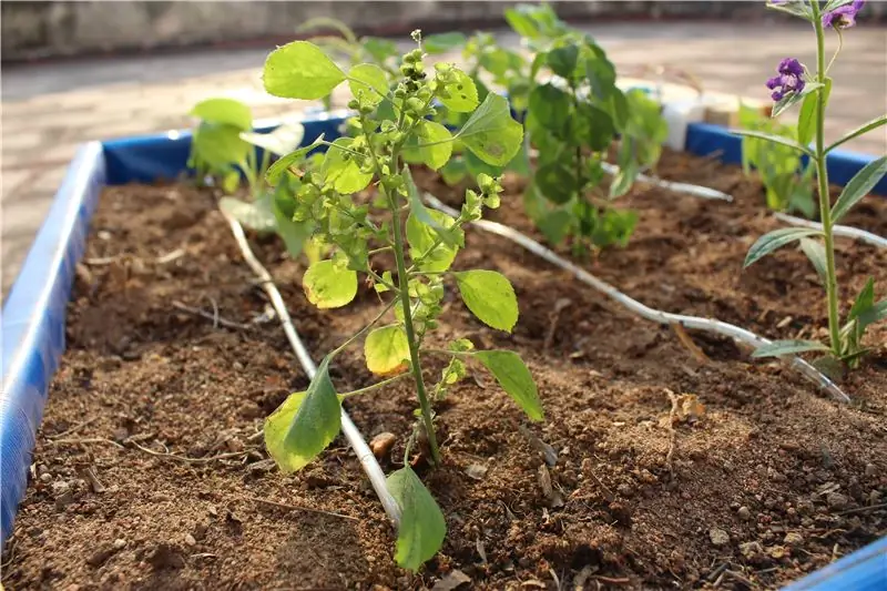 Rasotberry Pi Powered IOT Garden