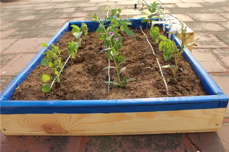 Resultados de la plantación