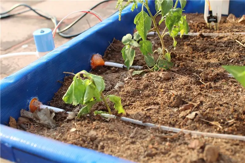 Resultats de plantació