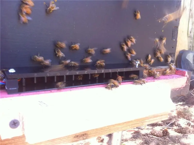 Honey Bee Counter II