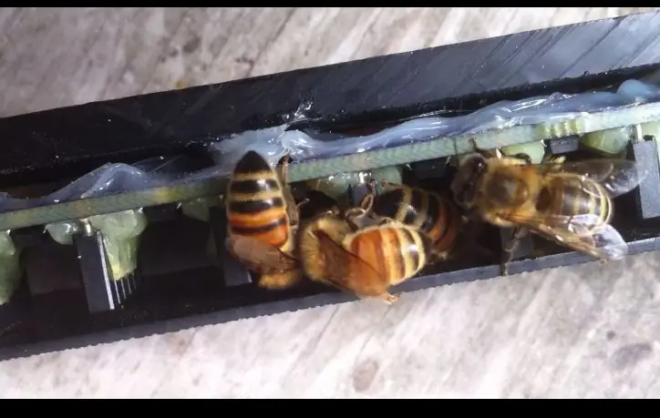 Bee Counter Enclosure