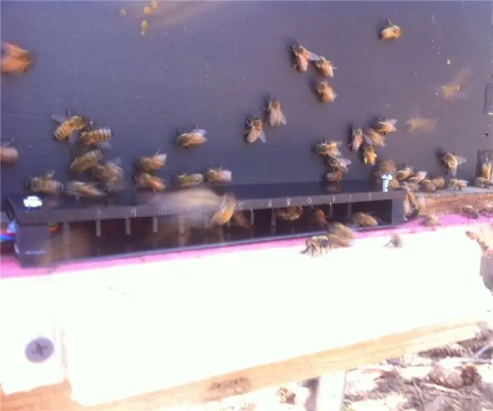 Honey Bee Counter II: 5 trin