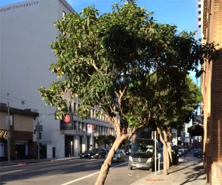 Tree Windscreen, San Francisco: 25 degraus