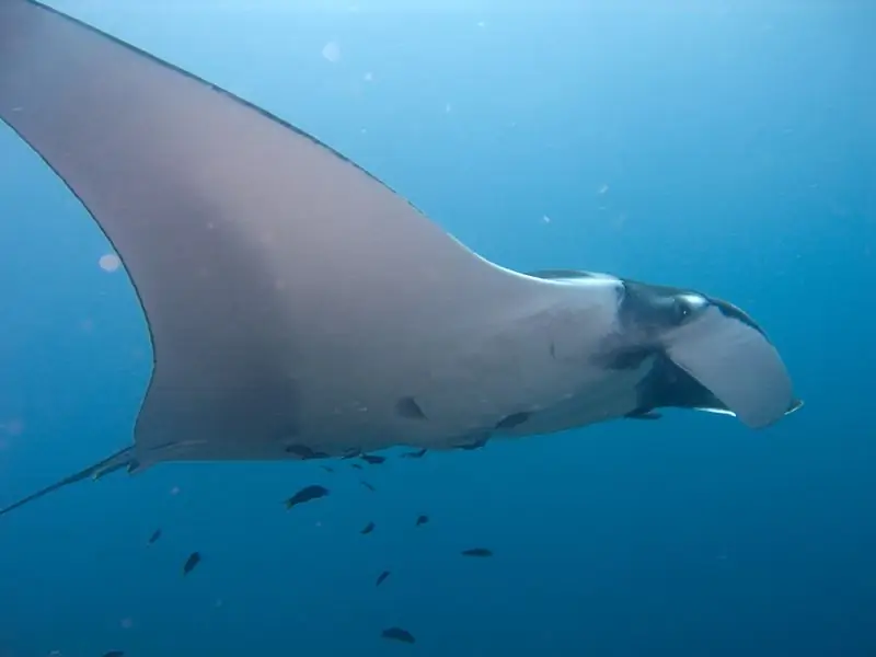 Manta ajam: ROV tõukejõusüsteemi kontseptsiooni tõestus: 8 sammu (koos piltidega)