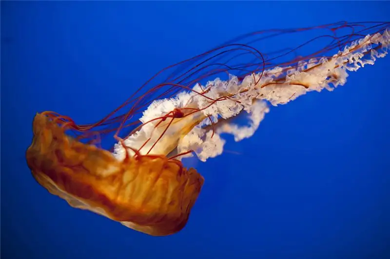 JELLYFISH'İN TENTACLES SİMÜLASYONU