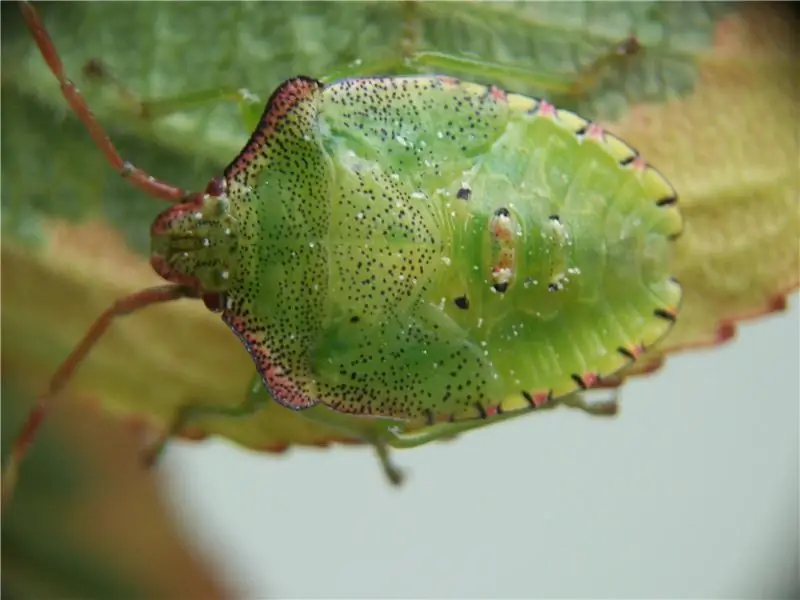 Nahaufnahme von Tierfotografie ohne High-Tech-Ausrüstung. Update.: 7 Schritte (mit Bildern)