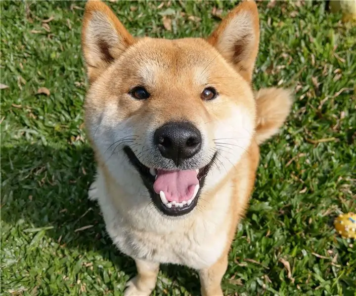 Lembrete de alimentação do cachorro: 5 etapas