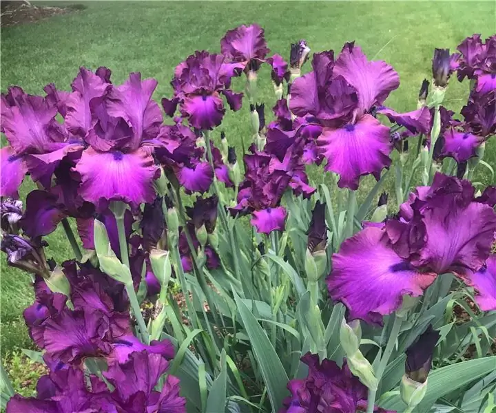 Bearded Iris - แบ่งและพิชิต