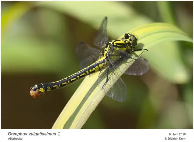 Kwadratiese vergelyking -makro op Excel: 3 stappe