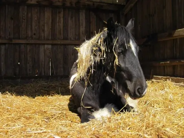 Black Straw Snoot: 4 bước (có hình ảnh)