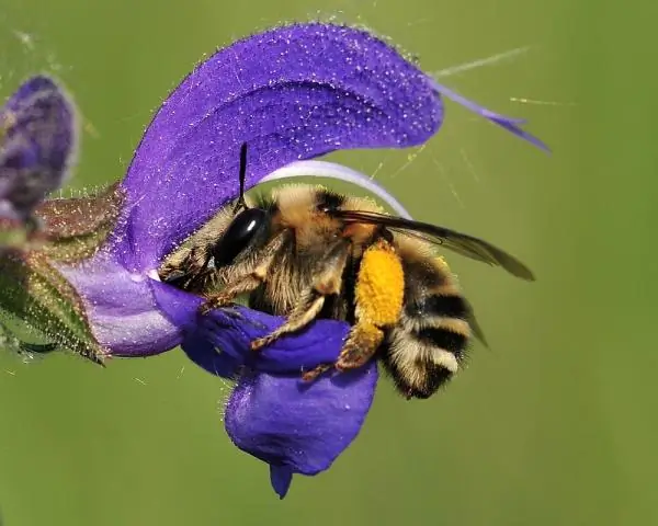 5 eller 4 kanaler Hörlurar från gamla: 5 steg