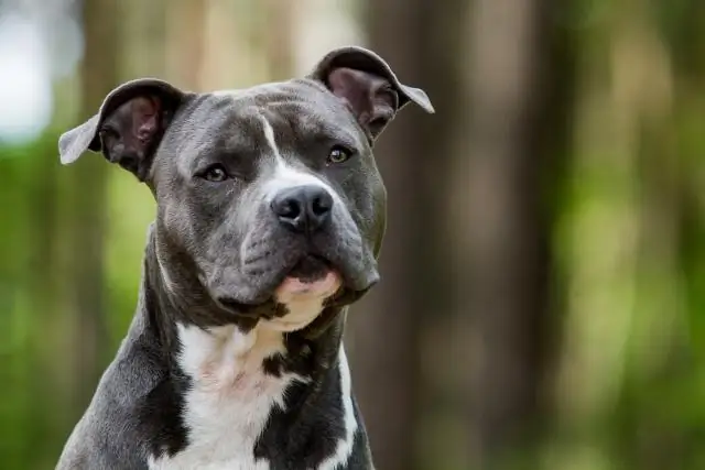 Correa para trípode con correa para perros: 3 pasos